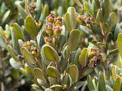 Myrceugenia correifolia, photograph (c) Cody Hinchliff, some rights reserved (CC BY)