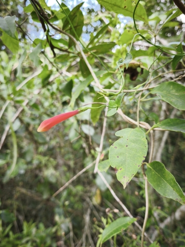 Firecracker Vine (Manettia cordifolia)