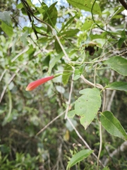 Manettia cordifolia, photograph (c) Cristiane Colodel, some rights reserved (CC BY)