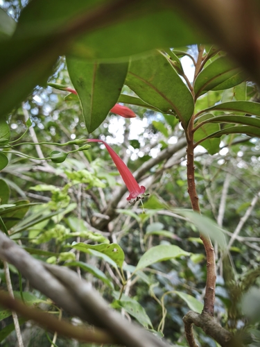 Manettia cordifolia, photograph 4
