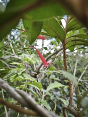 Manettia cordifolia, photograph (c) Cristiane Colodel, some rights reserved (CC BY)