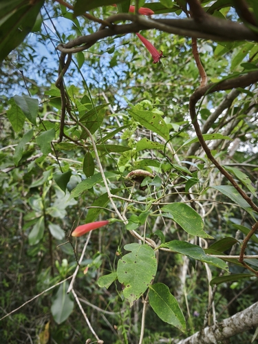Manettia cordifolia, photograph 5