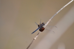 Erythrodiplax latimaculata