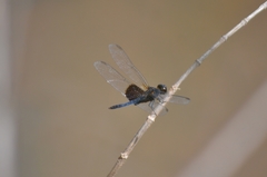 Erythrodiplax latimaculata