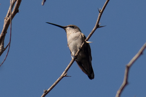 Colibrí barba negra observed by carlosvaldesz