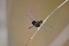 Erythrodiplax latimaculata