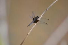 Erythrodiplax latimaculata
