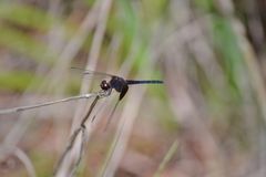 Erythrodiplax latimaculata