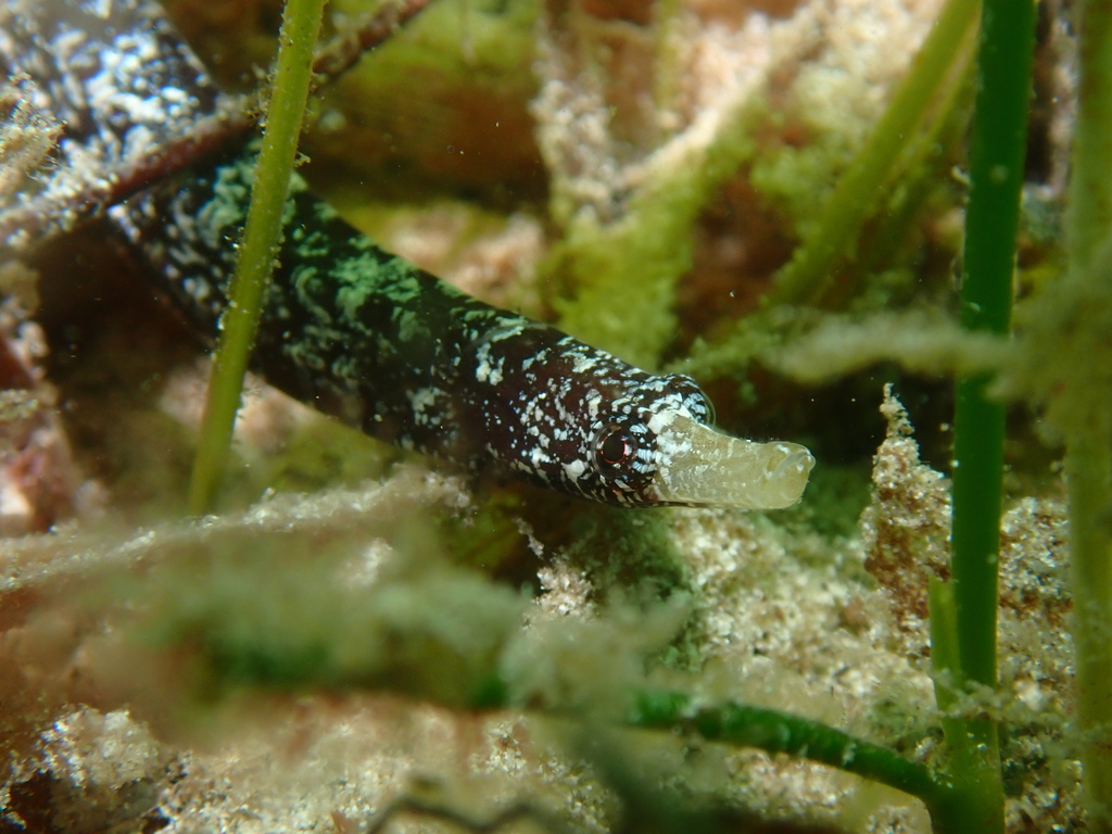 Pugnose pipefish (Pugnaso curtirostris) — Syngnathidae
