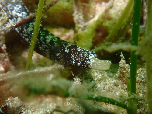 Pugnose pipefish (Pugnaso curtirostris) — Syngnathidae