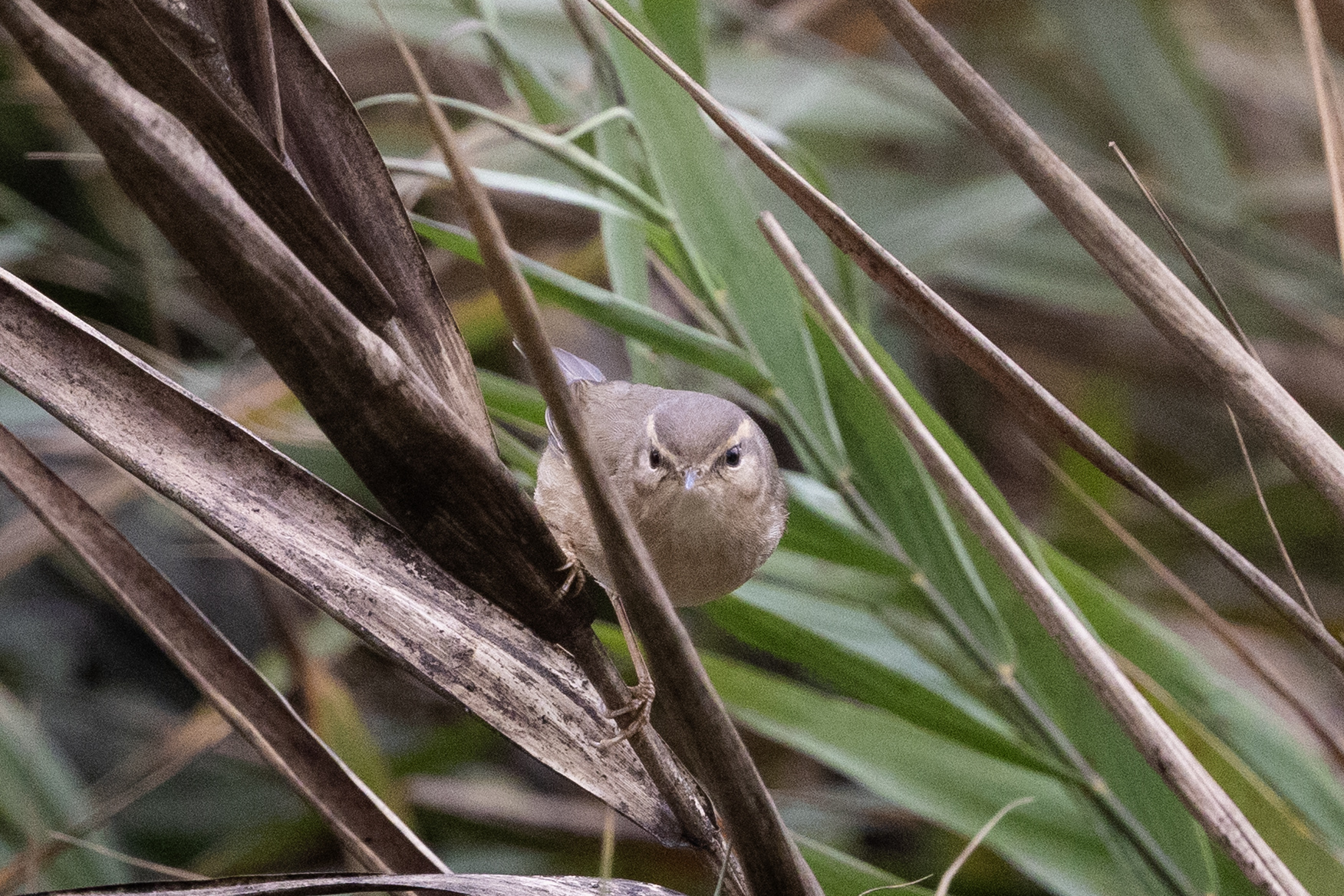 Radde's Warbler (Phylloscopus schwarzi), photo 4