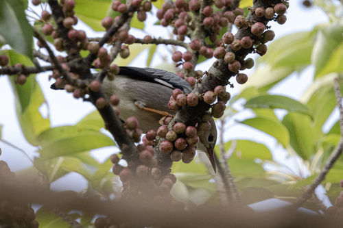 Red-billed Starling (Spodiopsar sericeus), photo 8