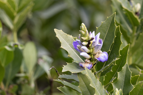 holly mangrove (Acanthus ilicifolius)