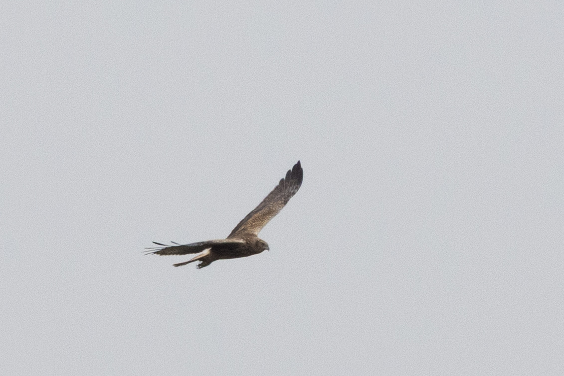 Pied Harrier (Circus melanoleucos), photo 1