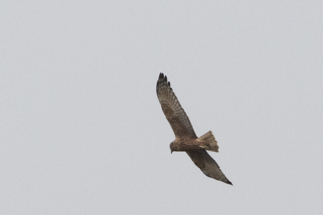 Pied Harrier (Circus melanoleucos), photo 2