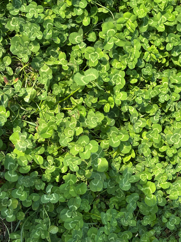 white clover