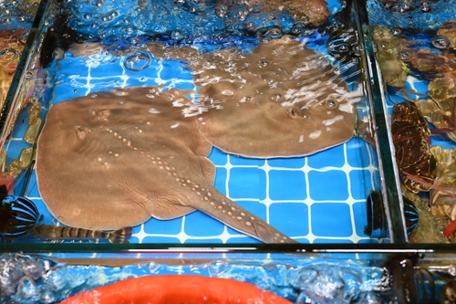 Amoy fanray (Platyrhina sinensis) — Platyrhinidae — 5