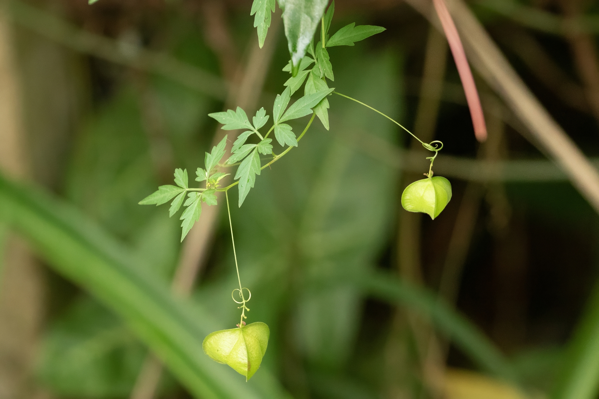 Cardiospermum halicacabum — ảnh 3