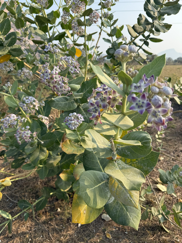 giant milkweed