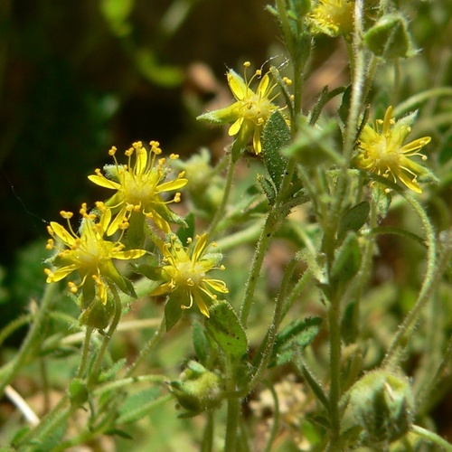 Jaeger's Ivesia (Ivesia jaegeri)