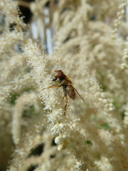 Parhelophilus