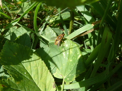 Parhelophilus