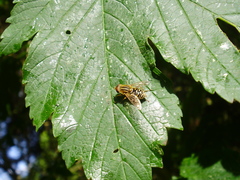 Parhelophilus