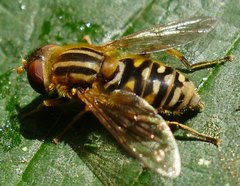 Parhelophilus
