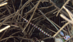 Dunckerocampus dactyliophorus