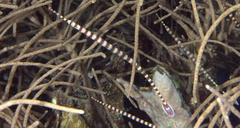 Dunckerocampus dactyliophorus