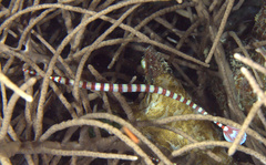 Dunckerocampus dactyliophorus