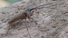Mantoida