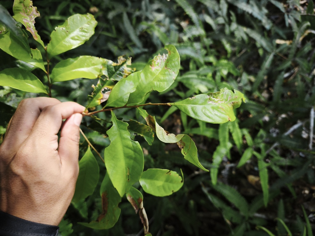 Riung anak (Castanopsis acuminatissima)