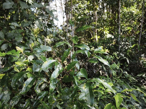 Castanopsis acuminatissima observed 2026-02-17