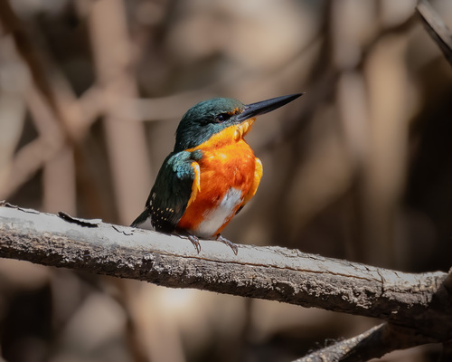 American Pygmy Kingfisher (Chloroceryle aenea), photo 7