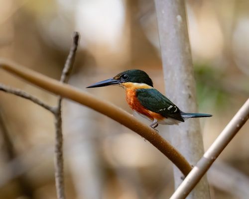 American Pygmy Kingfisher (Chloroceryle aenea), photo 6
