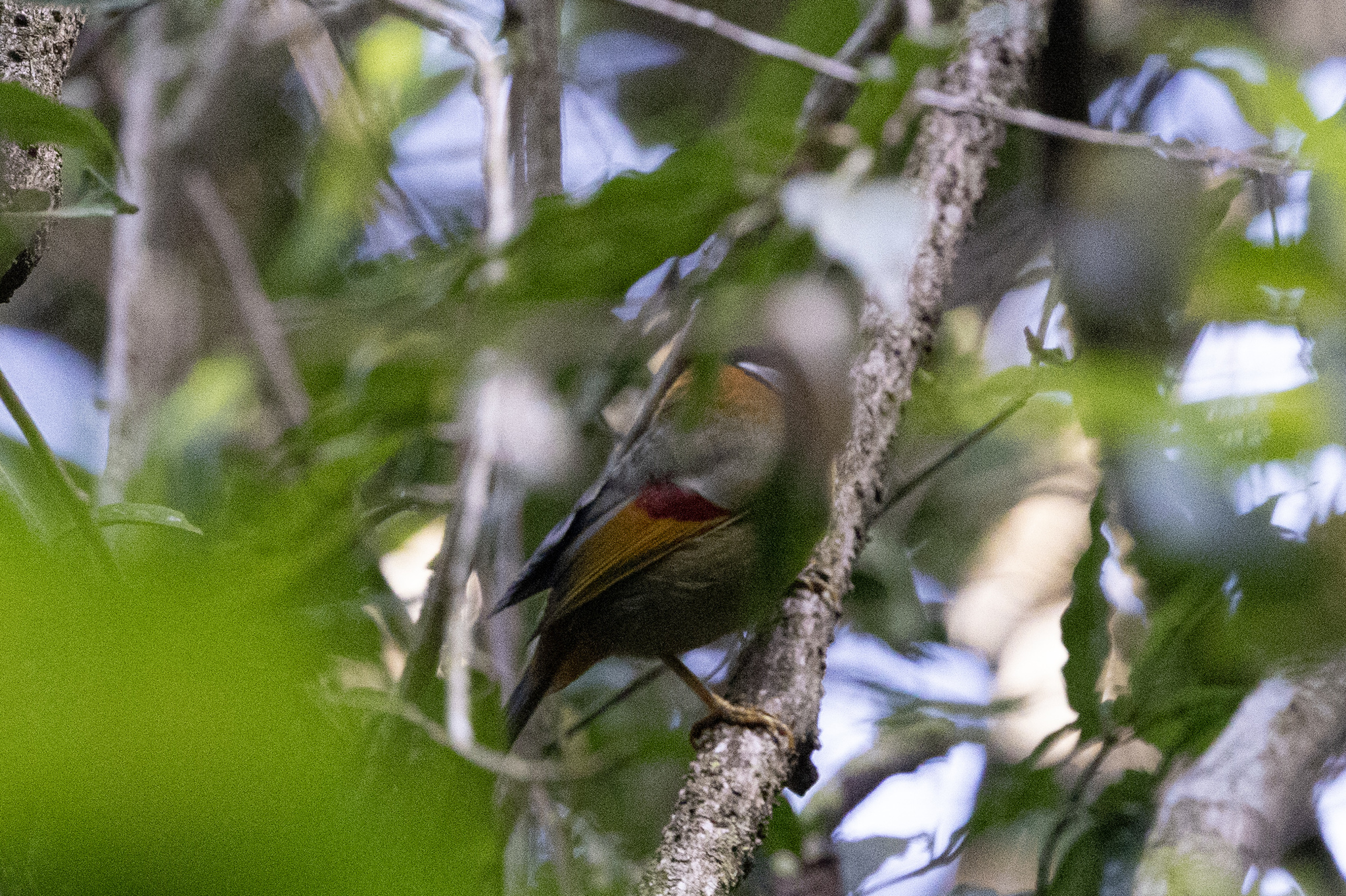 Silver-eared Mesia (Leiothrix argentauris), photo 4