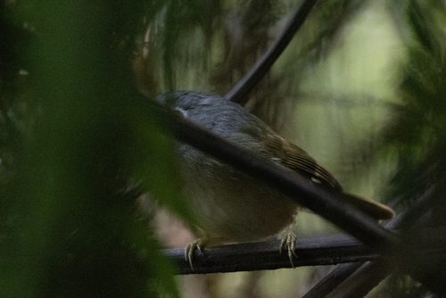 Huet's Fulvetta (Alcippe hueti), photo 4
