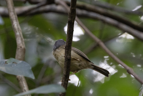 Huet's Fulvetta (Alcippe hueti), photo 7