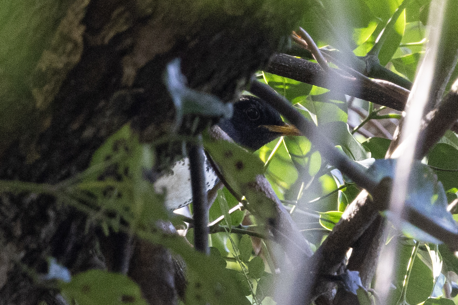 Japanese Thrush (Turdus cardis), photo 7