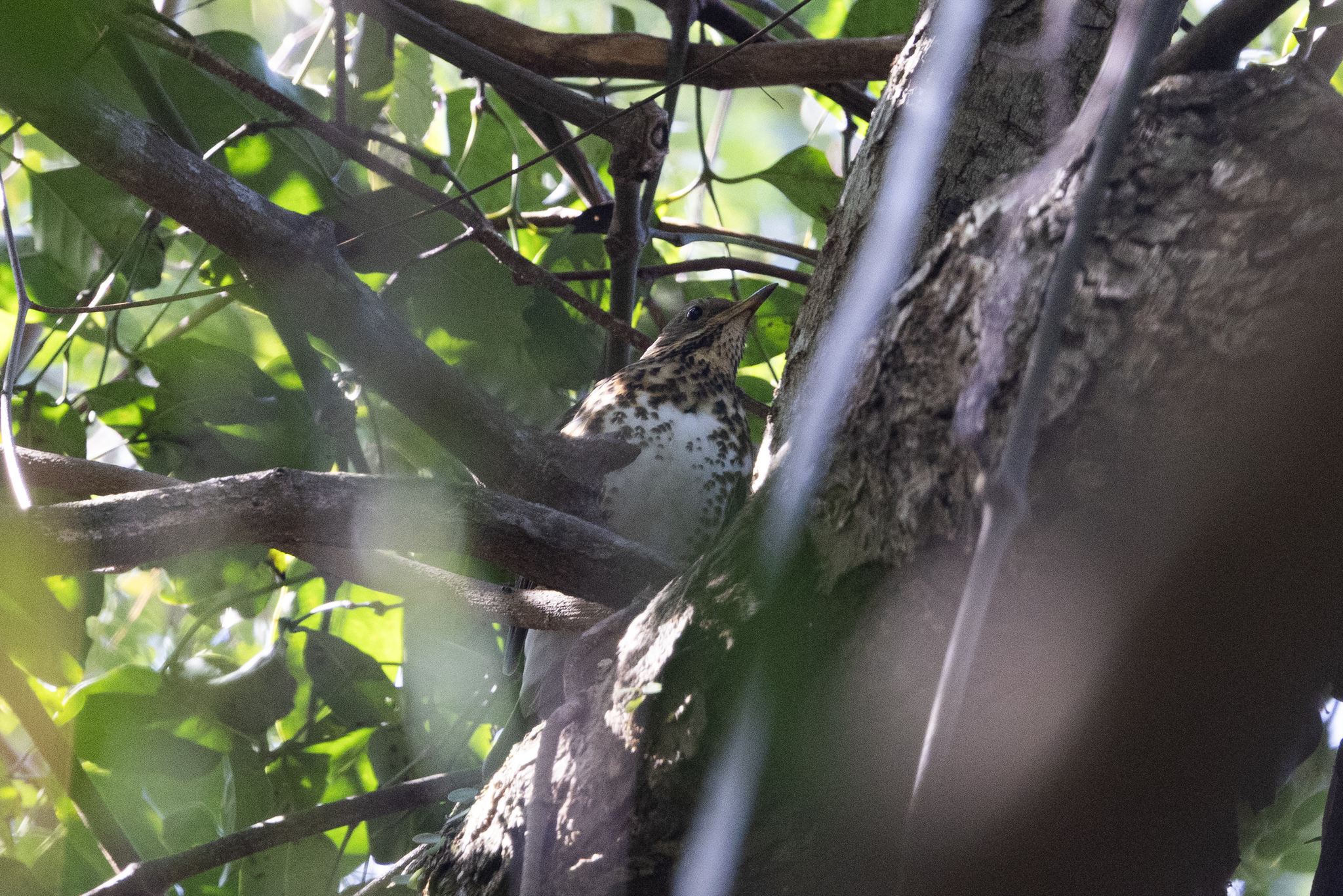 Japanese Thrush (Turdus cardis), photo 8