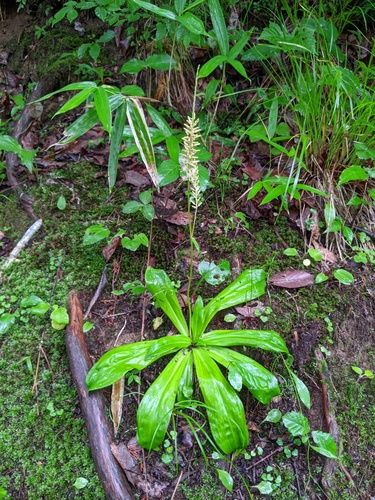 Chilbo metanarthecium (Metanarthecium luteoviride)