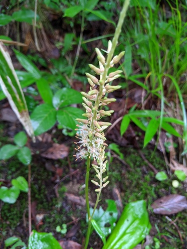 Metanarthecium luteoviride, photograph 3