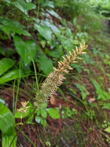 Metanarthecium luteoviride