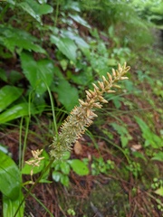 Metanarthecium luteoviride