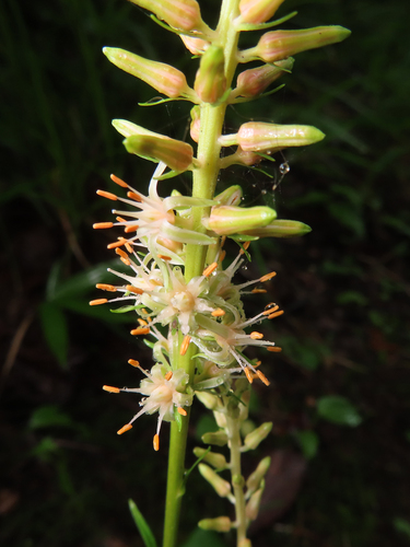 Metanarthecium luteoviride, photograph 5