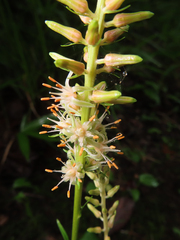 Metanarthecium luteoviride, photograph (c) Timur Kalininsky, some rights reserved (CC BY)