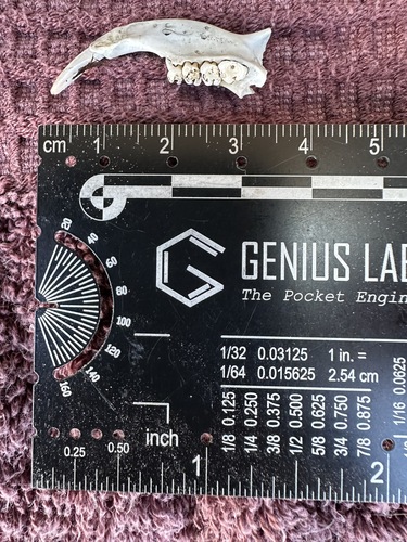 Douglas's Ground Squirrel observed by pnwcoasthiker