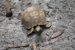 Chelonoidis denticulatus