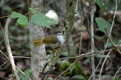 Myiothlypis leucophrys